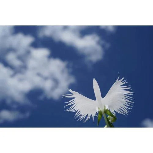 Sony FE 50mm f/2.8 Macro Lens at PROCAM | procam.com