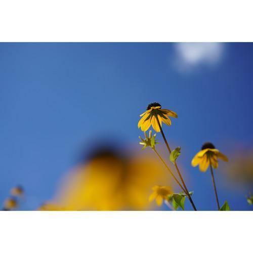 Sony FE 50mm f/2.8 Macro Lens at PROCAM | procam.com