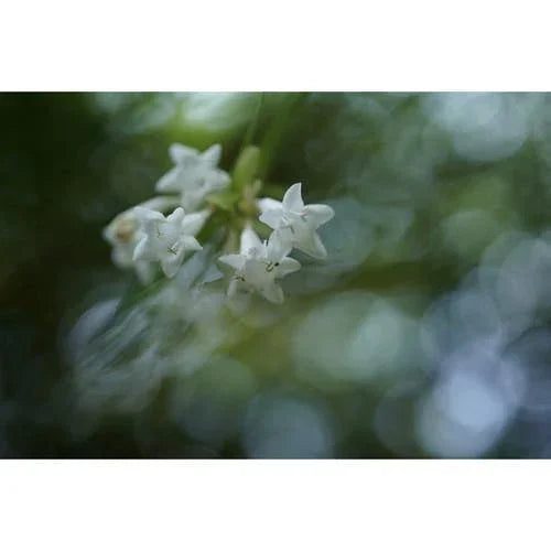 Sony FE 50mm f/2.8 Macro Lens at PROCAM | procam.com