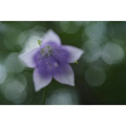 Sony FE 50mm f/2.8 Macro Lens at PROCAM | procam.com