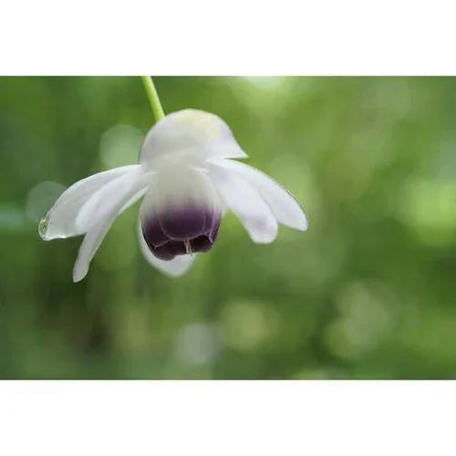 Sony FE 50mm f/2.8 Macro Lens at PROCAM | procam.com